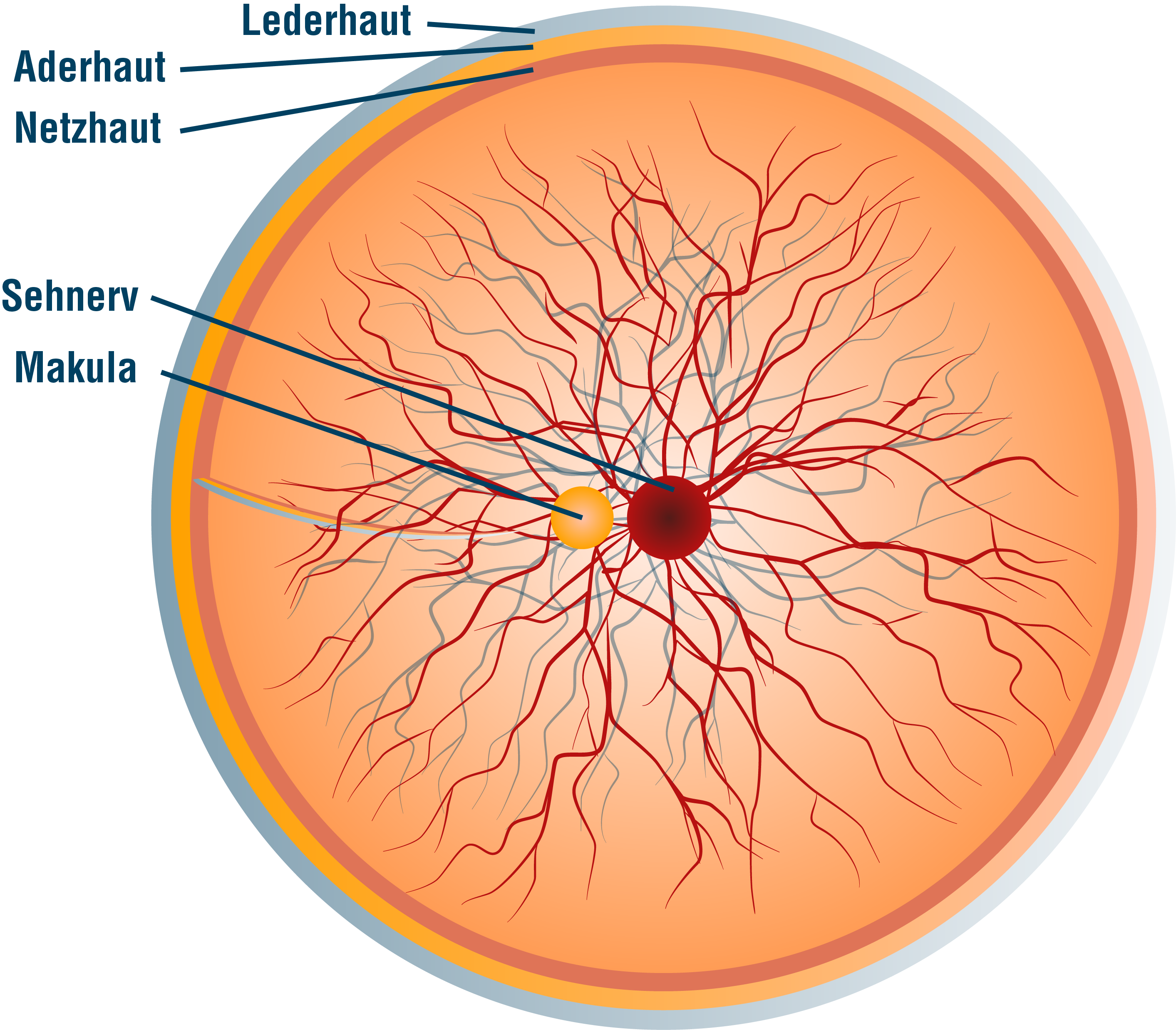 Auge in Frontalansicht