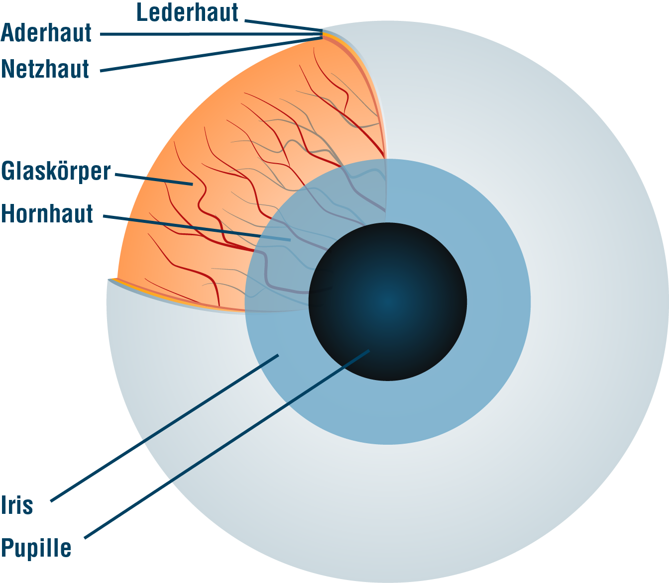 Auge in Frontalansicht