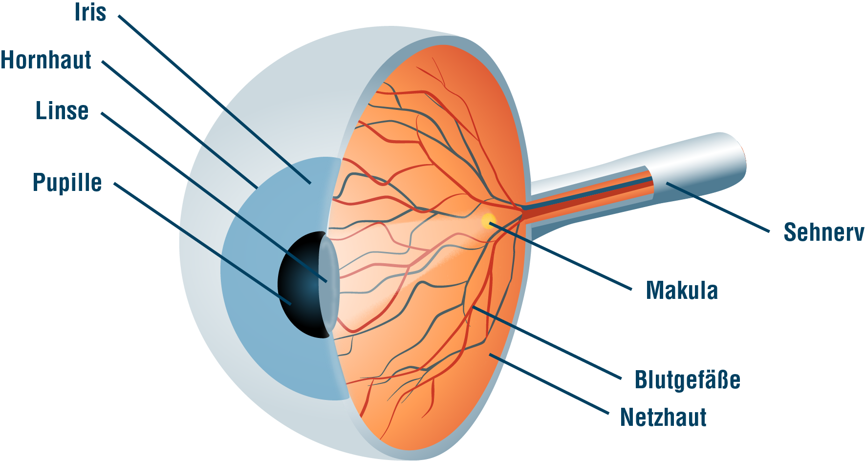 Auge in Schrägschnitt